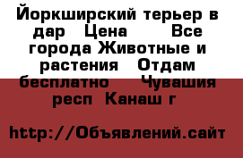 Йоркширский терьер в дар › Цена ­ 1 - Все города Животные и растения » Отдам бесплатно   . Чувашия респ.,Канаш г.